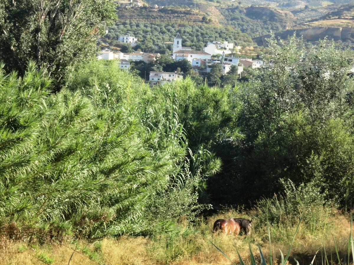 Hostal Y Apartamento Rural Los Naranjos Melegis 객실 사진
